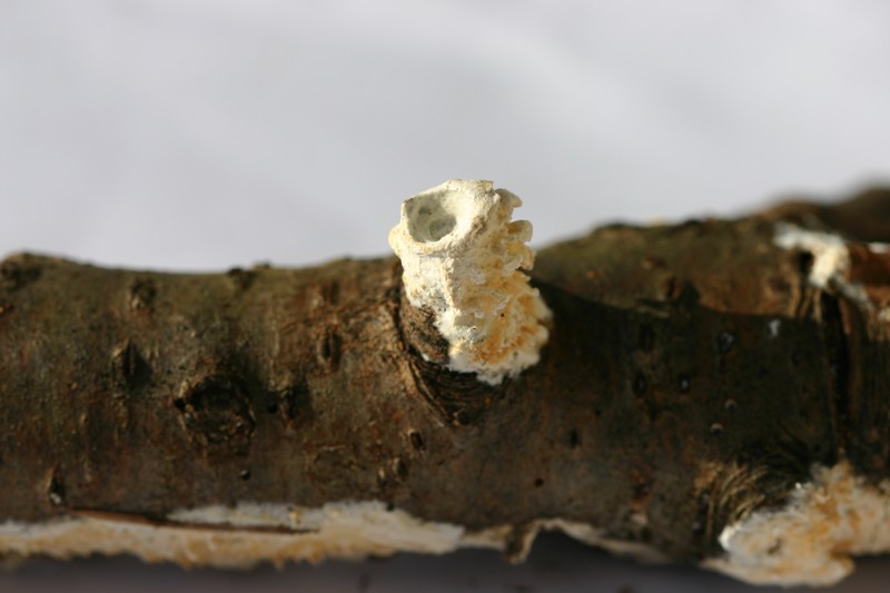 lignicolo da determinare (Hyphoderma radula)